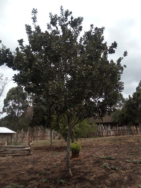 macadamia tree
